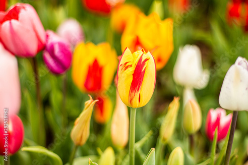 Nature Colorful Tulips