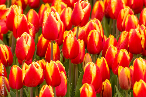 Nature Colorful Tulips © stocktr