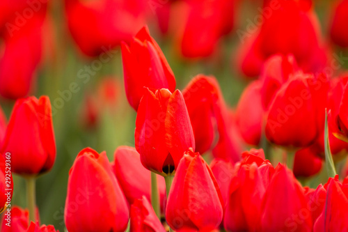 Nature Colorful Tulips