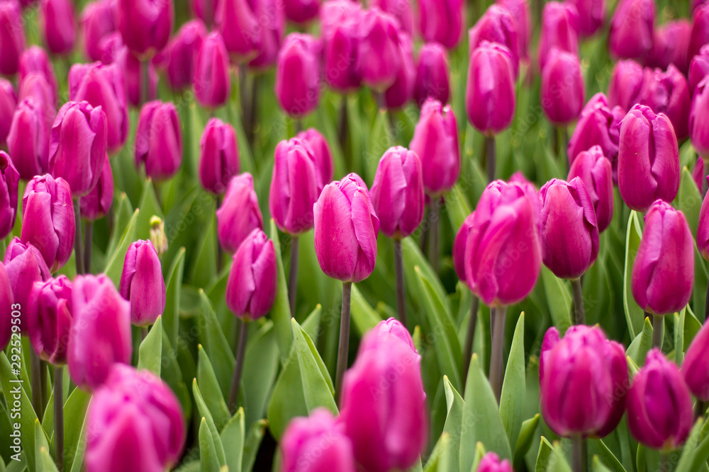 Nature Colorful Tulips