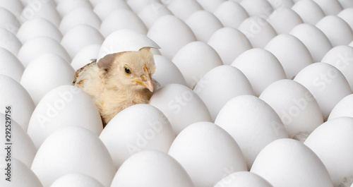 Valokuva white eggs and one egg hatches chicken