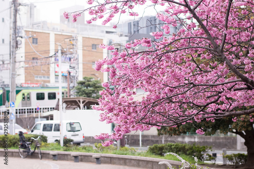 flowers in the city