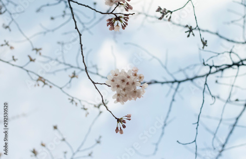 branches of a tree