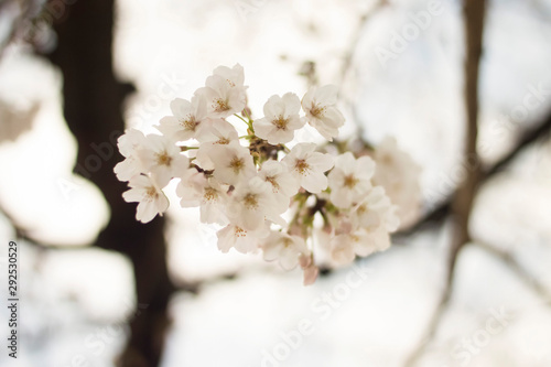 white flowers of cherry