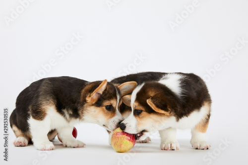 cute welsh corgi puppies with ripe tasty apple on white background © LIGHTFIELD STUDIOS