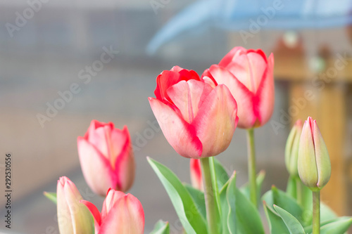 bouquet of pink tulips