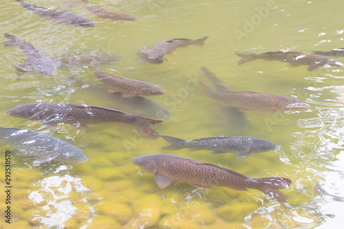 fish in the pond
