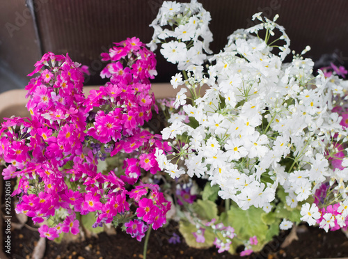 flowers in the garden