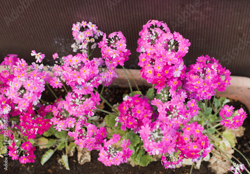 bouquet of flowers
