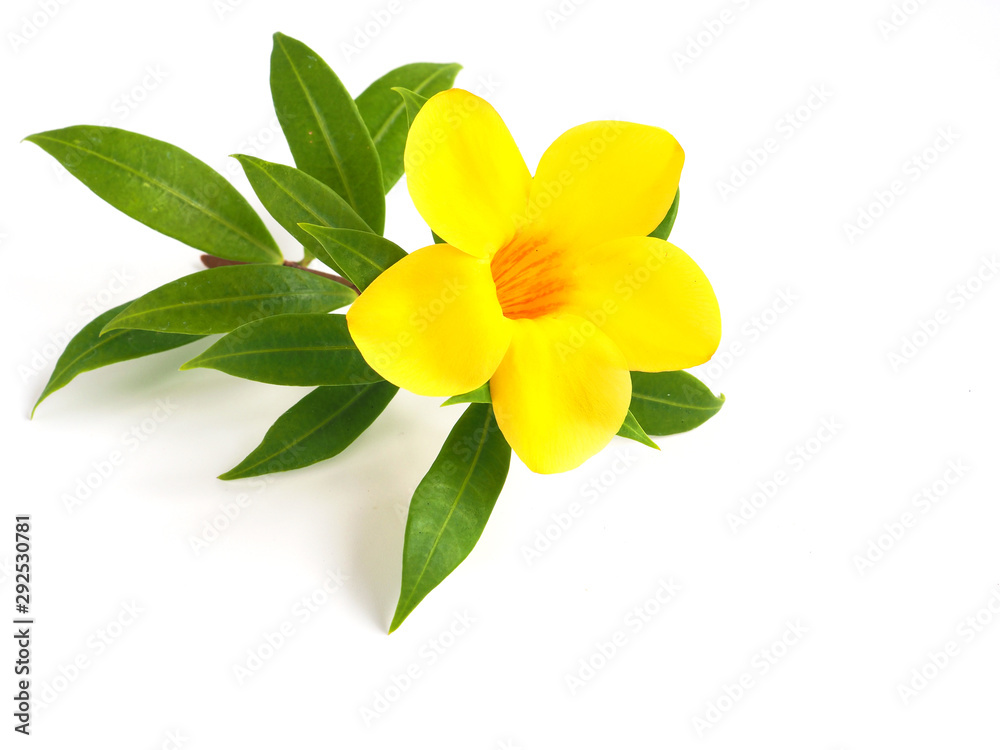  yellow flower with green leaves isolated on white background..