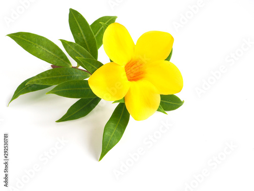  yellow flower with green leaves isolated on white background..