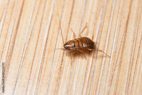 Cockroache nymph on nature background. photo