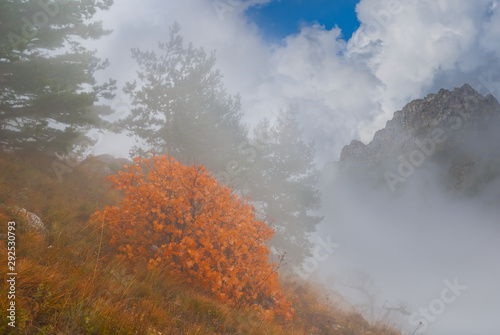 red bush on a autumn mountain slope in a dense mist, autumn mountain valley scene
