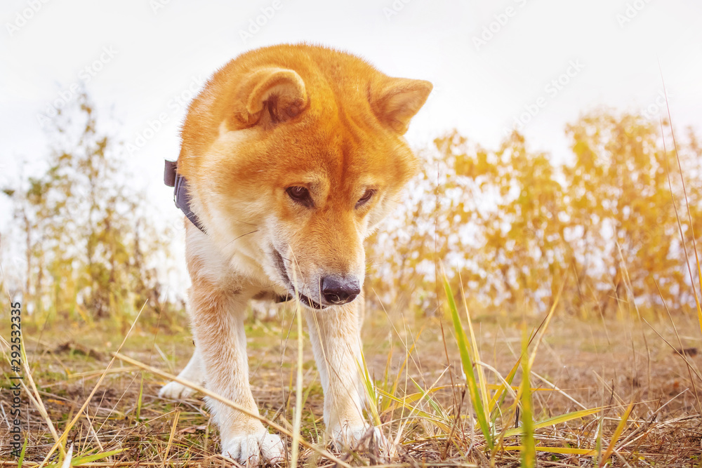 Close-up of a Shiba Inu breed dog looking down with interest. Yellow autumn trees in the background. Japanese purebred dog. Close-up of a Shiba Inu breed dog looking down with interest. Yellow autumn trees in the background. Japanese purebred dog.