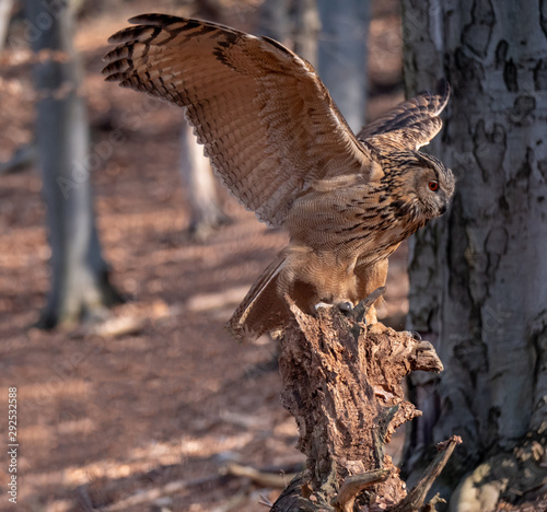 Eurasian eagle-owl (Bubo Bubo) in autumn forest. Eurasian eagle owl landing. Owl flying in forest. Eurasian eagle owl in flight.