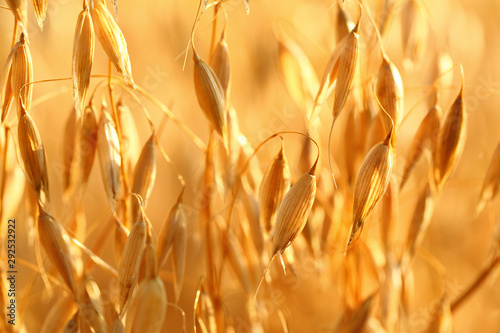 oat field photo