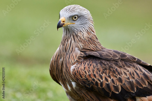 Portrait of a vulture in nature