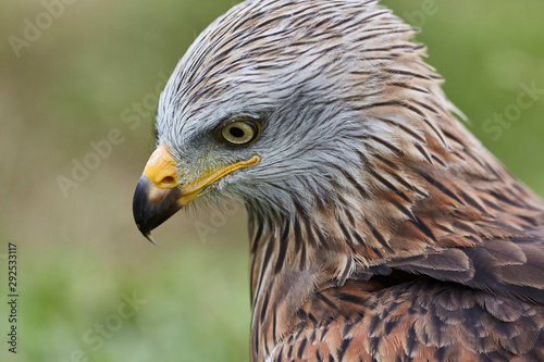 Portrait of a vulture in nature
