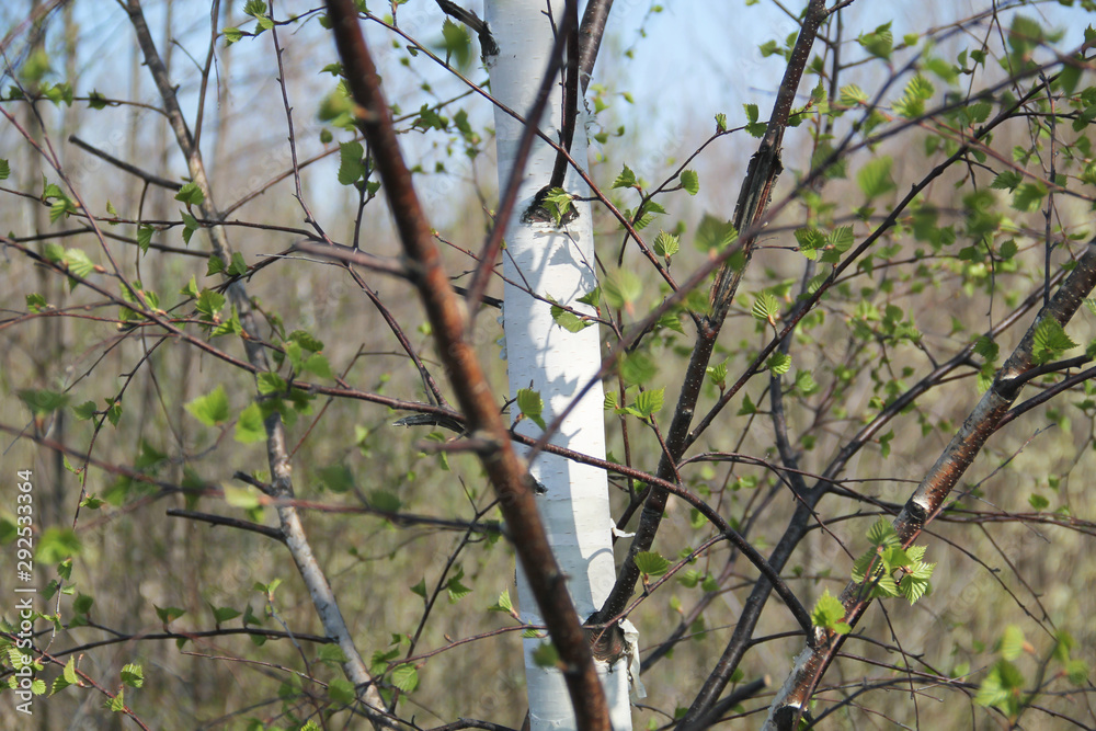 Texture of interwoven young birch branches in spring day. Texture of interwoven young birch branches in spring day.