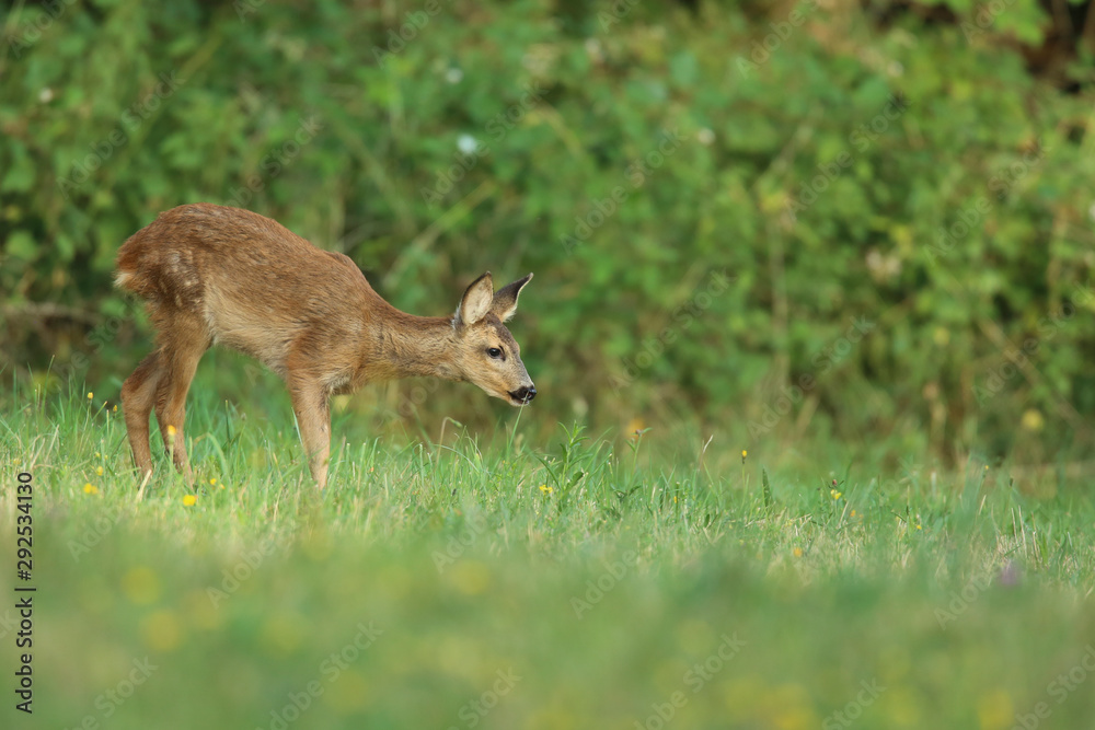 Fototapeta premium faon.