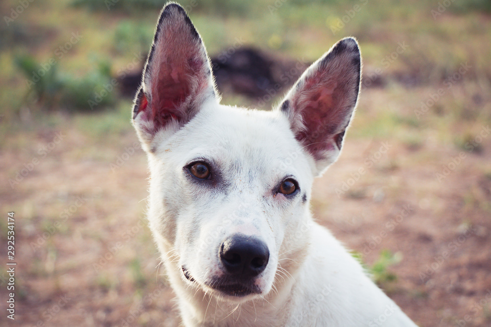 Naklejka premium Portrait of a white cur. Homeless dog.