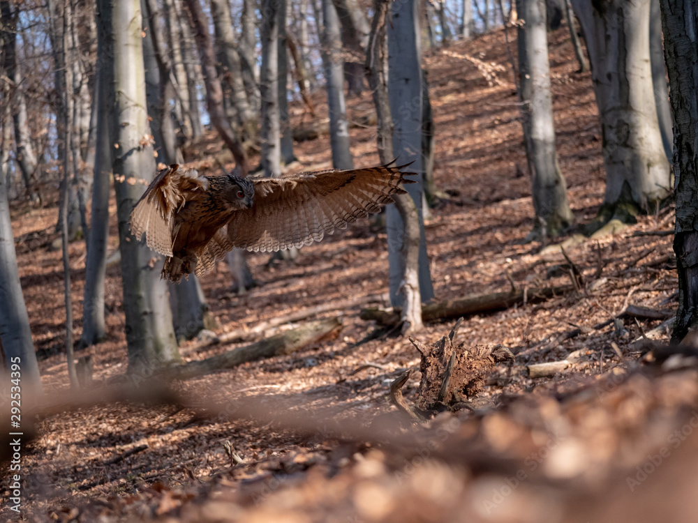 Obraz premium Eurasian eagle-owl (Bubo Bubo) in autumn forest. Eurasian eagle owl landing. Owl flying in forest. Eurasian eagle owl in flight.