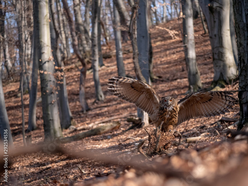 Eurasian eagle-owl  Bubo Bubo  in autumn forest. Eurasian eagle owl landing. Owl flying in forest. Eurasian eagle owl in flight.