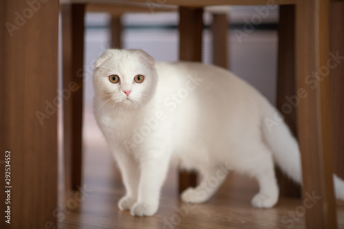 white scottish fold kitten