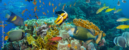 Coral and fish photo