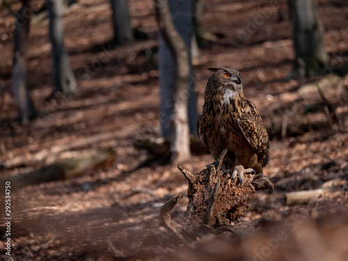 Eurasian eagle-owl (Bubo Bubo) in autumn forest. Eurasian eagle owl sitting on tree. Owl in forest.