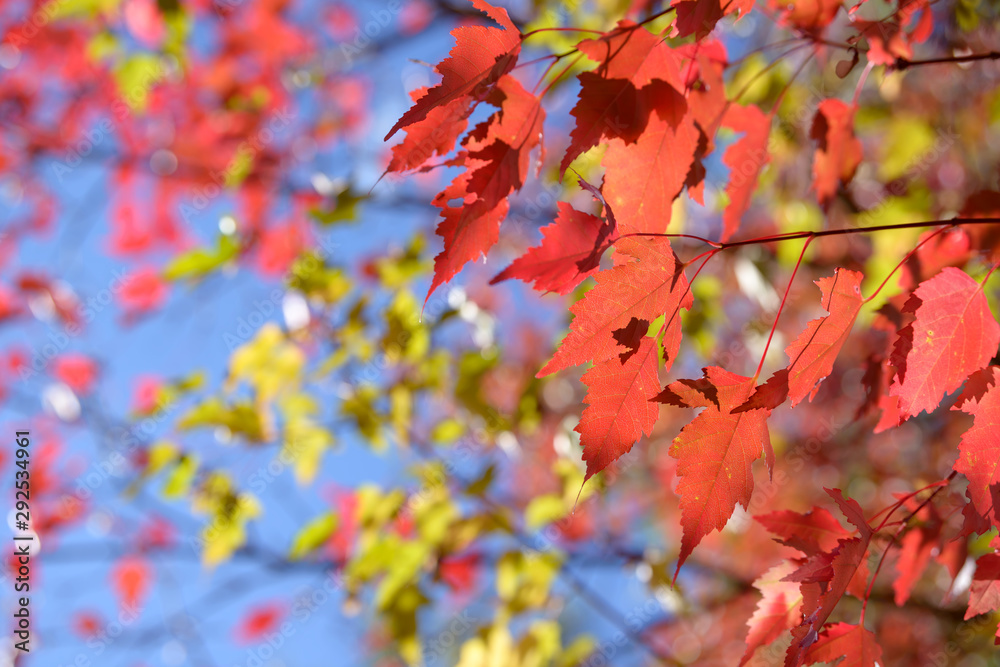 Fototapeta premium Beautiful colorful leaves in autumn forest. Red, orange, yellow, green and brown autumn leaves. Bush and tree foliage. Seasonal background.