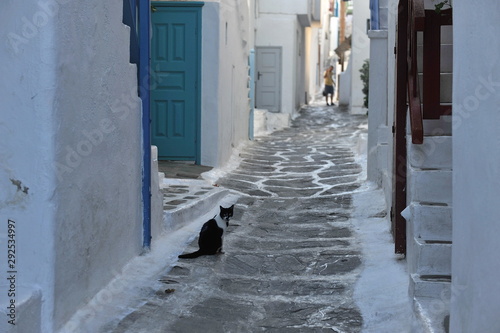 The cat is sitting near the door of the house on a narrow street. © Oleksandr Umanskyi