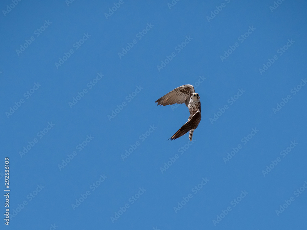 Saker falcon (Falco cherrug) in flight. Blue sky background. Saker falcon (Falco cherrug) in flight. Blue sky background.