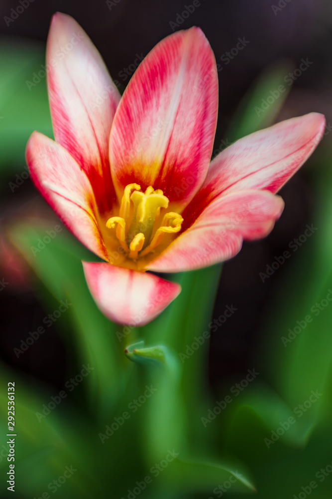 Fototapeta premium Bright flower, on a blurred background of greenery. Macro. Indoor plant.