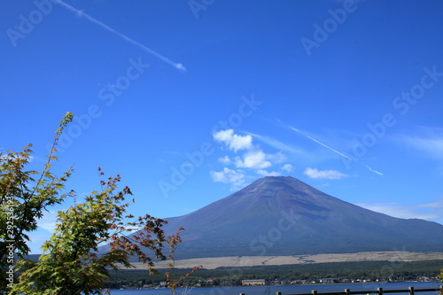  Bassia scoparia on the shores of Lake Kawaguchiko photo