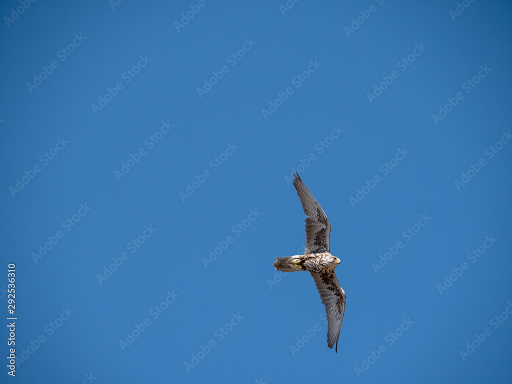 Saker falcon (Falco cherrug) in flight. Blue sky background. Saker falcon (Falco cherrug) in flight. Blue sky background.
