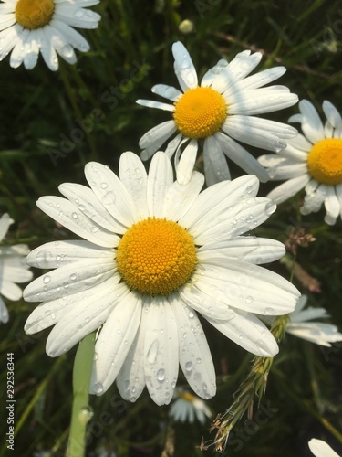 Daisy with water on leave photo