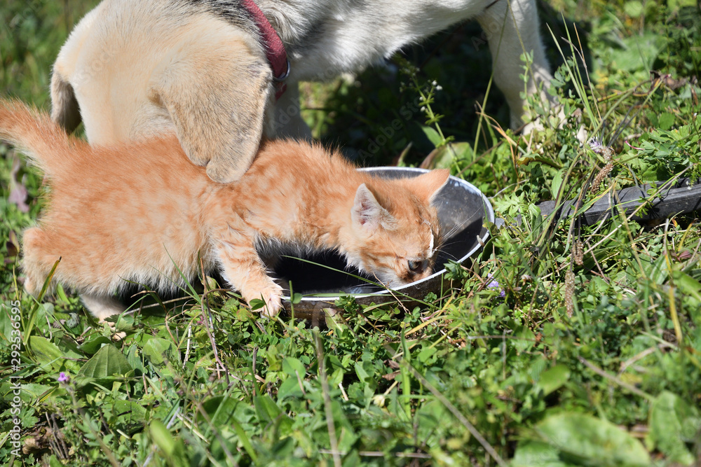 Obraz premium Domestic dog and cats eat together pedigree 