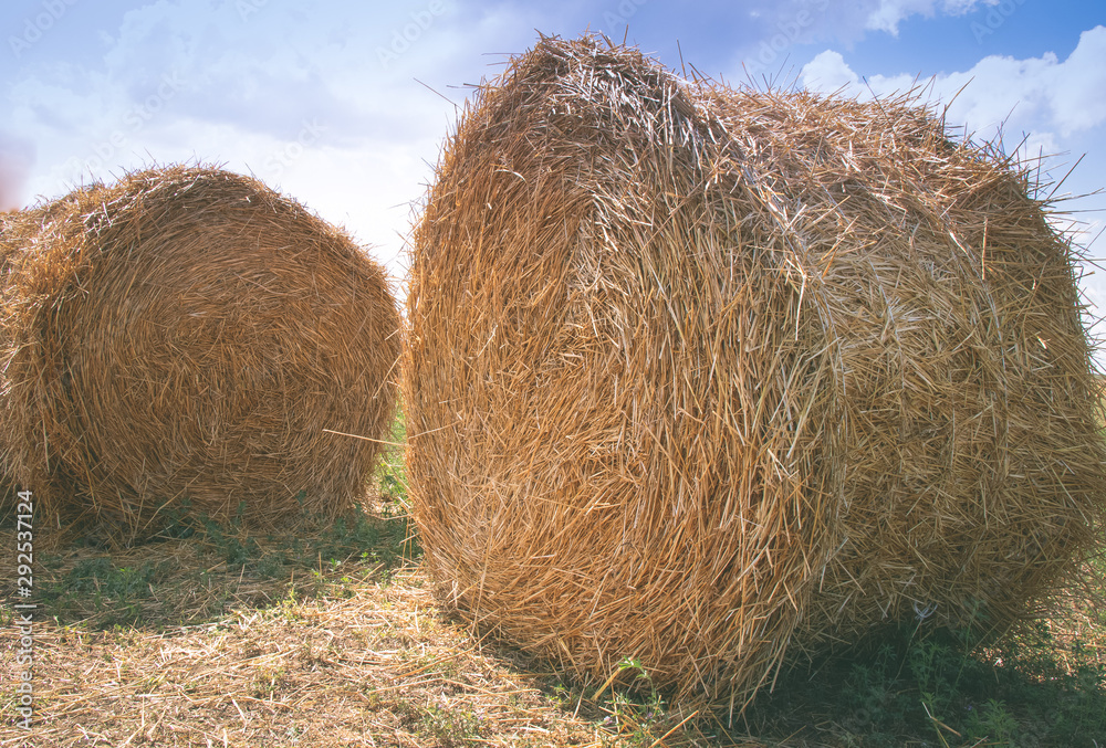 Haystacks in the field. Dried, mowed grass, wheat. Food for horses and farm animals. Harvesting feed. Clear blue sky and sunny summer day Haystacks in the field. Dried, mowed grass, wheat. Food for horses and farm animals. Harvesting feed. Clear blue sky and sunny summer day