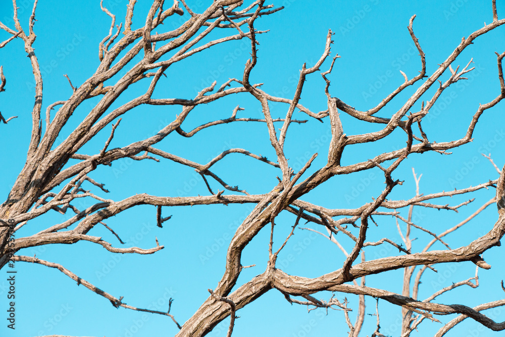 Dry tree on the shore of the Sea of Azov