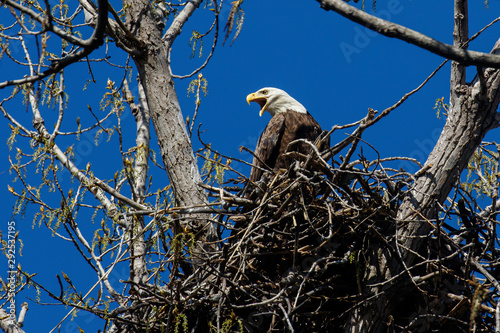 Nesting Bald Eagle