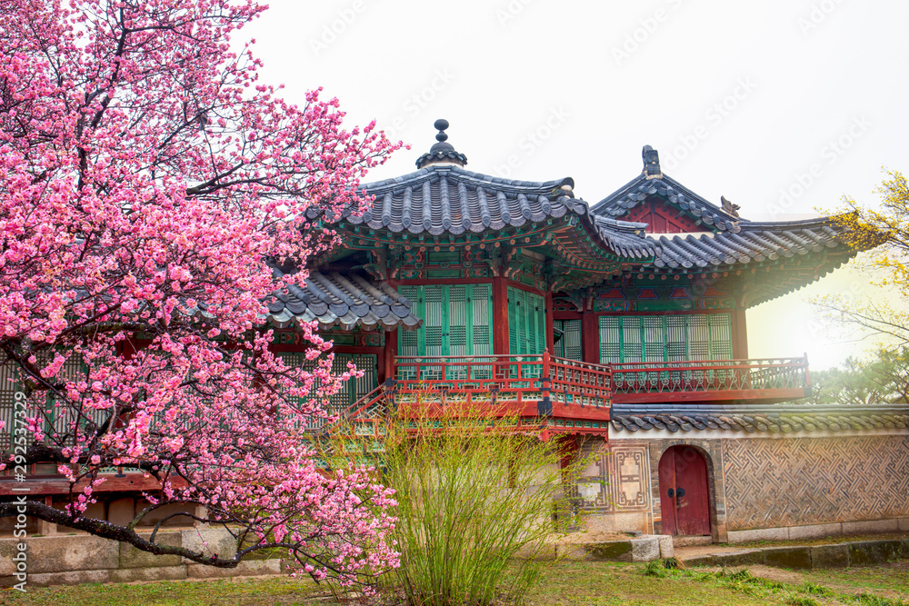 Changdeokgung Palace, with cherry blossom in spring,Seoul,South Korea. Changdeokgung Palace, with cherry blossom in spring,Seoul,South Korea.
