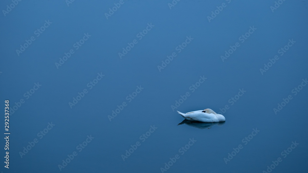 Obraz premium Schlafender Höckerschwan am frühen Morgen