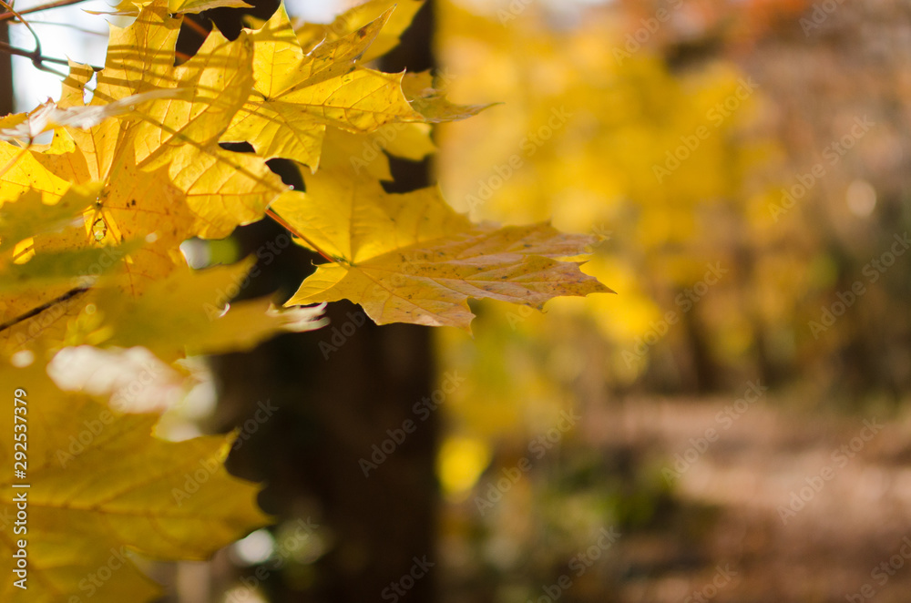 Obraz premium maple leaves in autumn