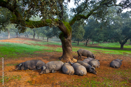 Fototapeta Naklejka Na Ścianę i Meble -  IBERIAN PIG, Sierra de Aracena Natural Park, Huelva, Andalucia, Spain, Europe