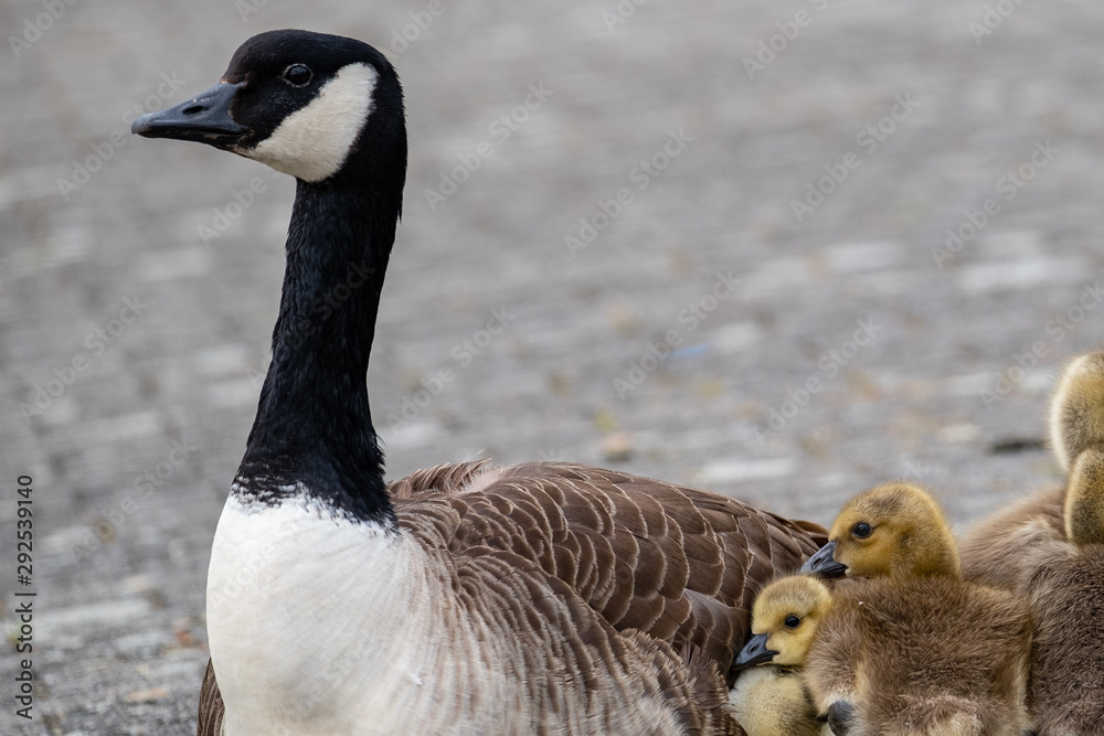 Obraz premium Kanadagansküken