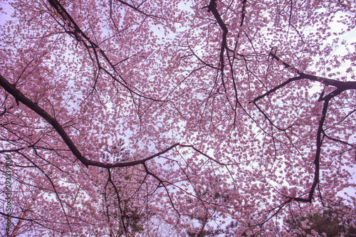 cherry blossom in spring,