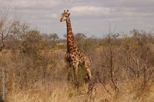 girafa africana