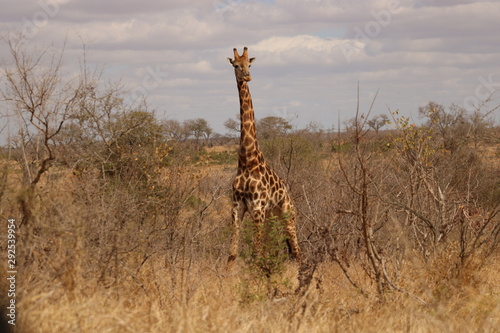 giraffe watching