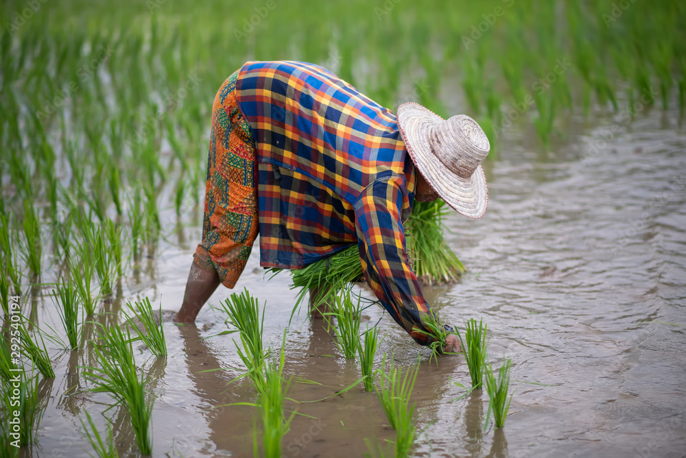 The farmer is planting rice At a rice field in Thailand Stock Photo ...